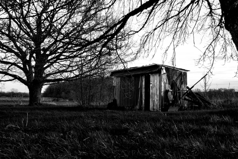 France, Forest, Black  white