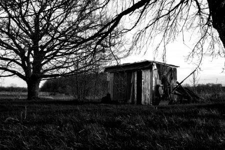 France, Forest, Black  white