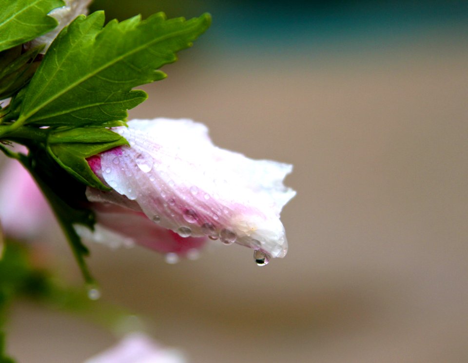 Water drops, Flowers, Rain