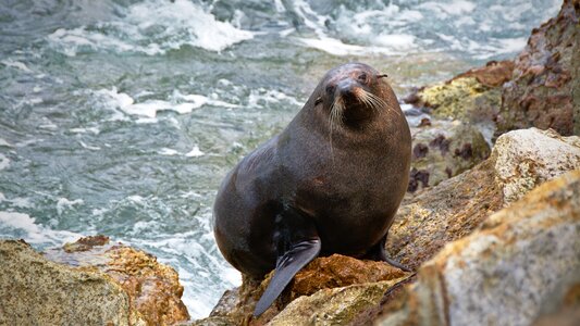 Rocks sea seal photo