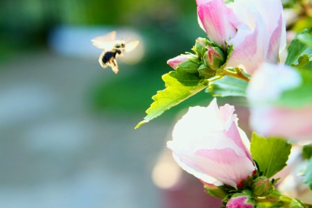 Garden fairy, Light, Bee