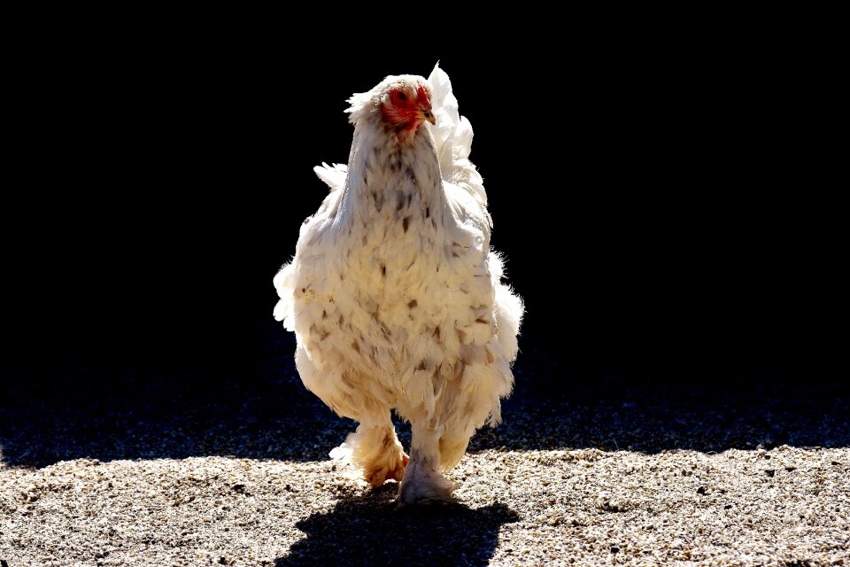 Animal bird country life