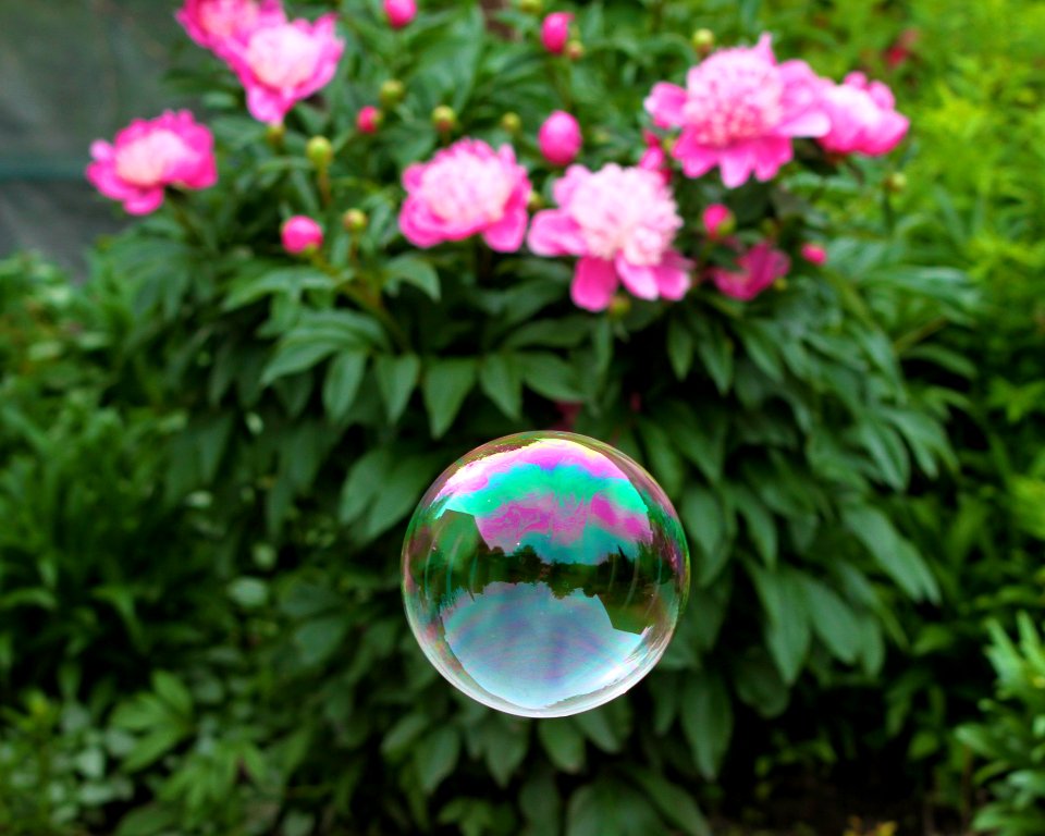 Colour, Soap bubble, Flowers photo