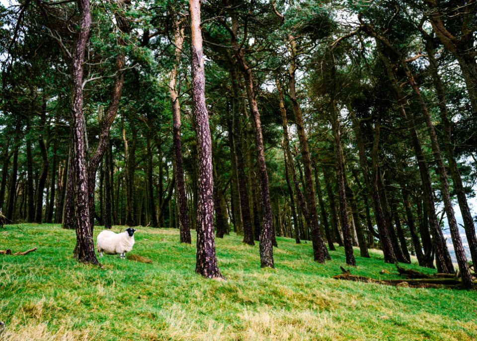 Scotl, United kingdom, Alone