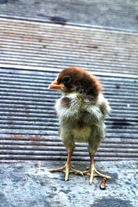 Poultry vietnam brown