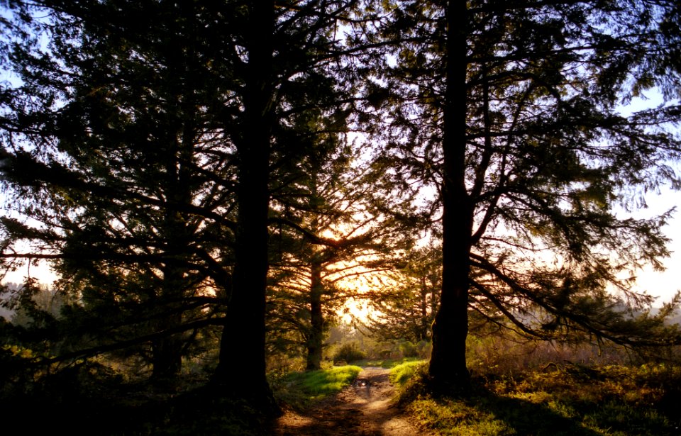 Half moon bay, Purisima creek redwoods open space preserve, United states