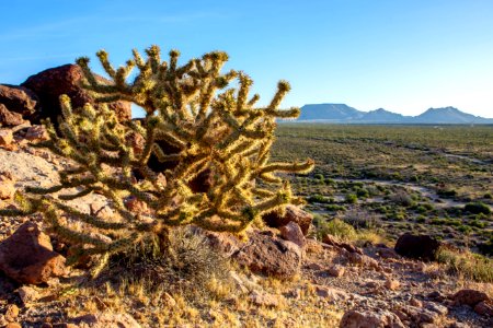 Mojave national preserve, Kelso, United states photo