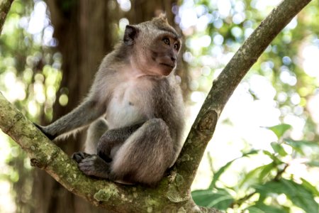 Sacred monkey forest sanctuary, Indonesia photo