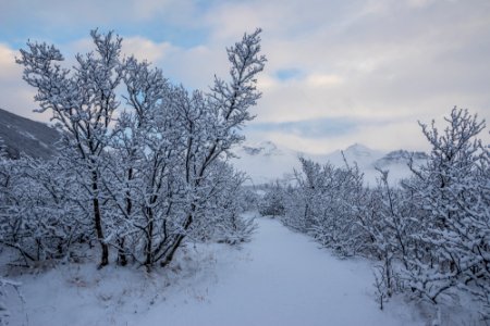 Isl, Snow, Bushes photo