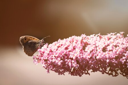 Insect flight insect animal