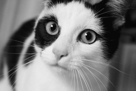 Eyes, Cat, Puss photo