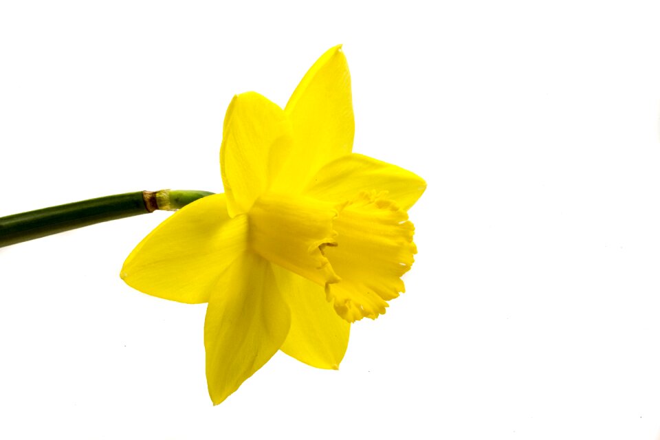White background bloom marco