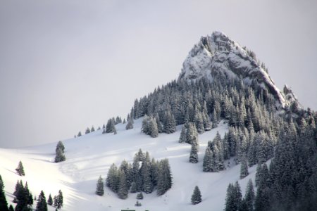 pine trees on mountain with white snow during daytime photo