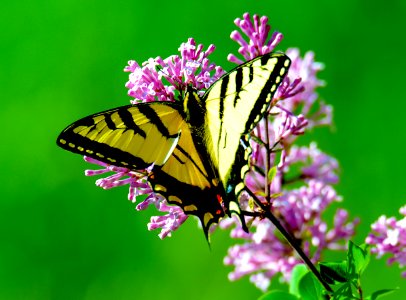 closeup photography of yellow and black butterfly perched on pink flower photo