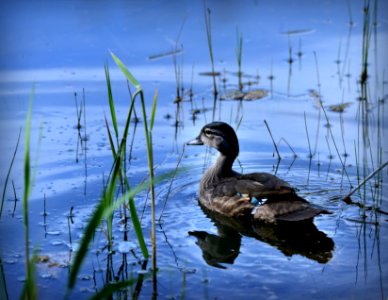 Water scene, Wood duck juvenile, Duck on pond