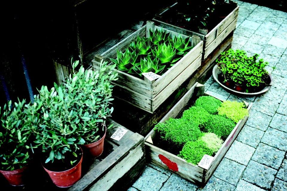 Plants pots succulents
