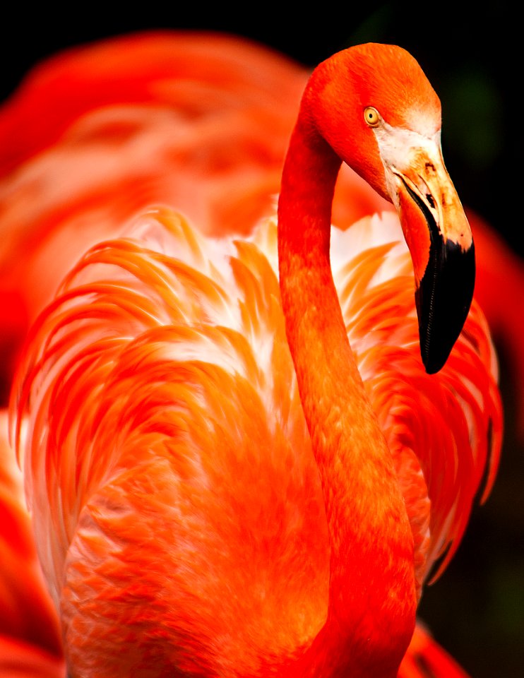 closeup photo of orange bird