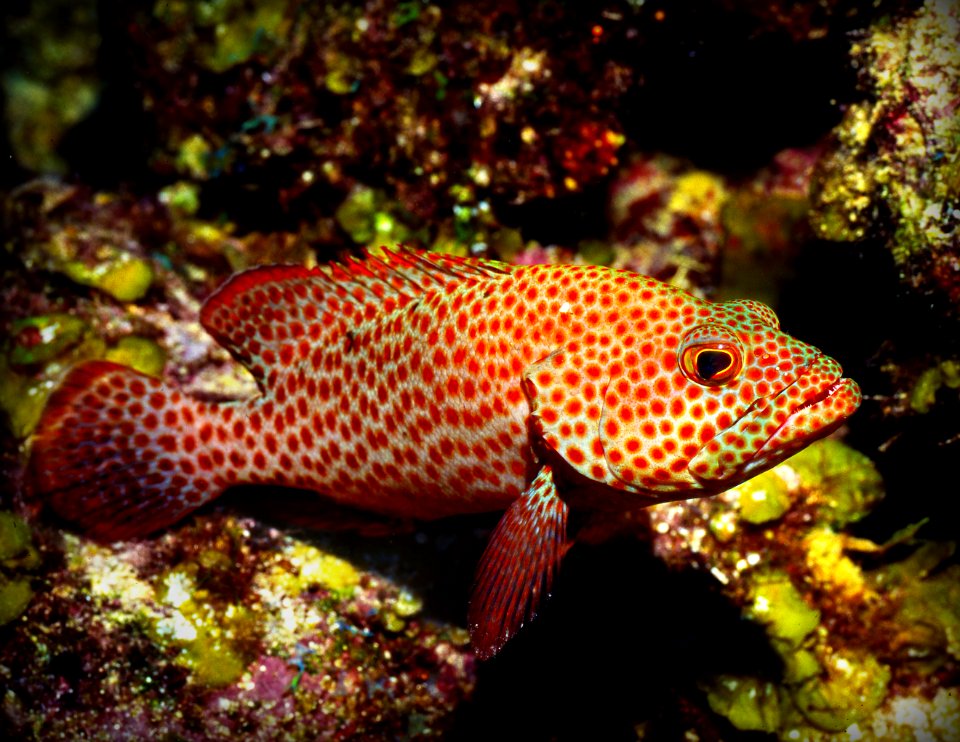 Caribbean reef fish, Caribbean coney, Caribbean grouper