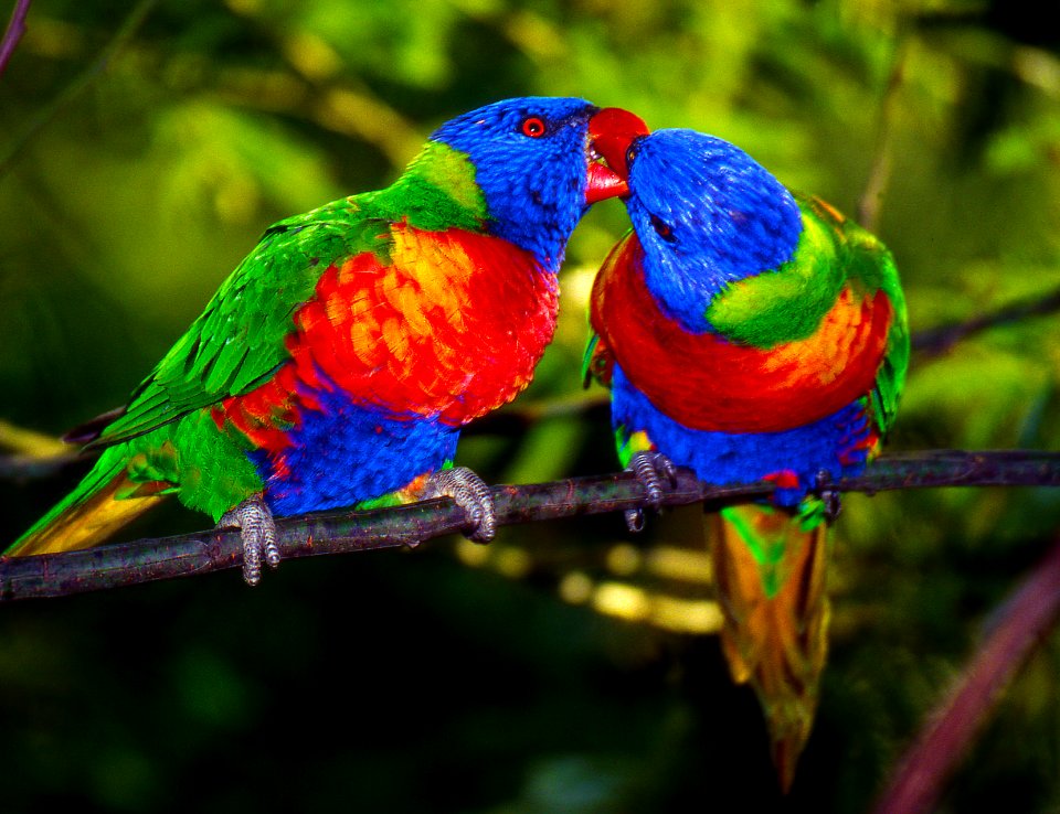 Sydney, Australia, Rainbow parakeets