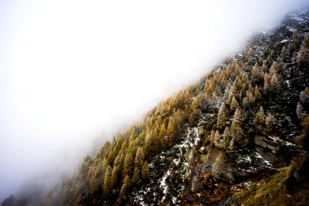 white fog over pine trees on mountain photo