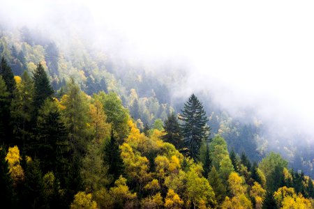 aerial view of yellow trees during fog