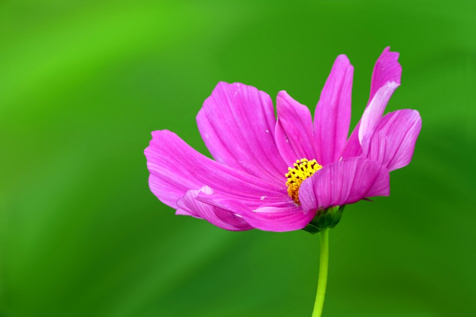 Cosmea pink close up