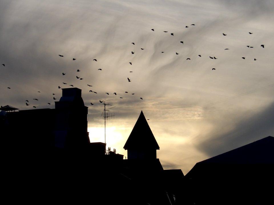 Sunset, Birds, City