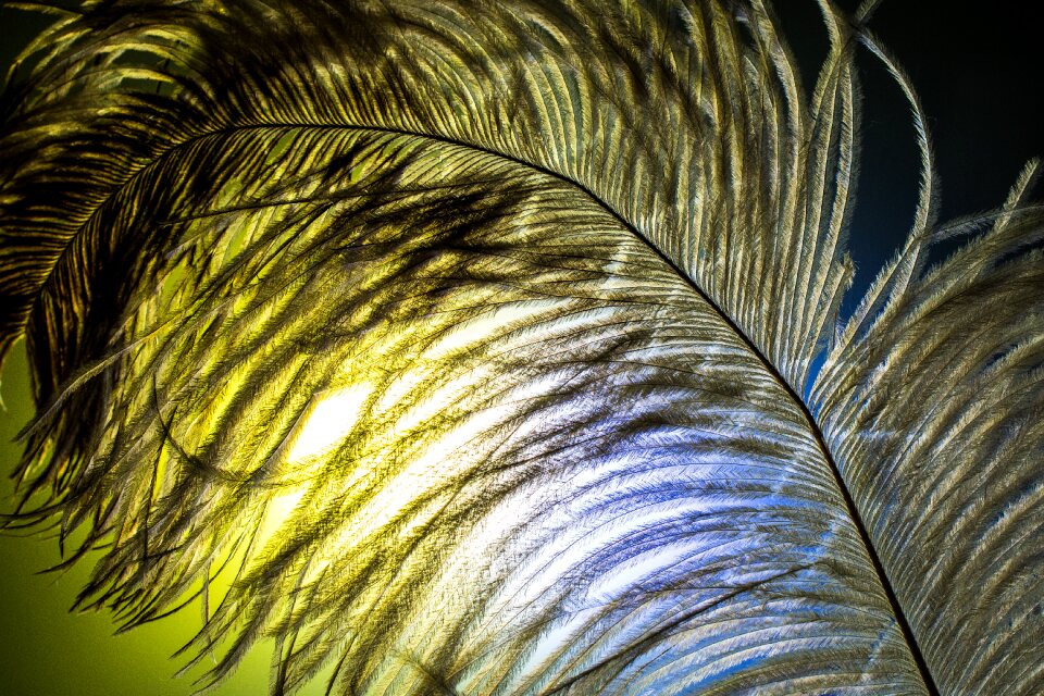 Strauss close up bird feather