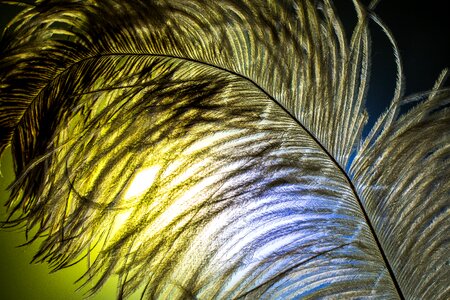 Strauss close up bird feather