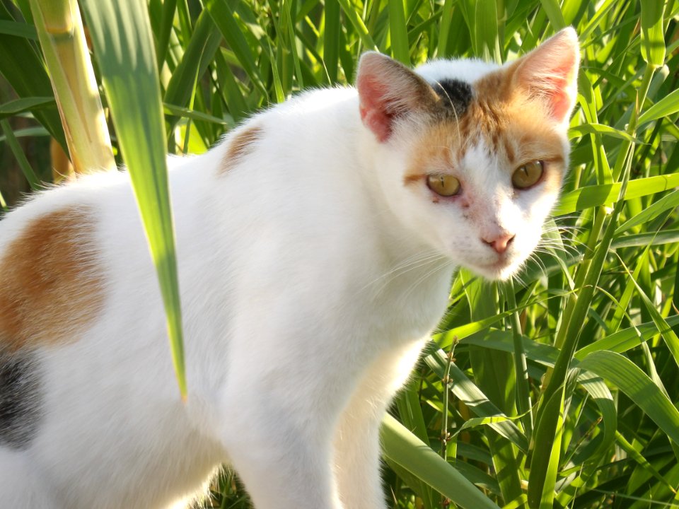 Greece, Nature, Cute