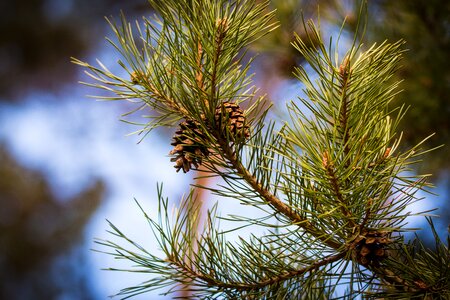 Tap pine tree photo