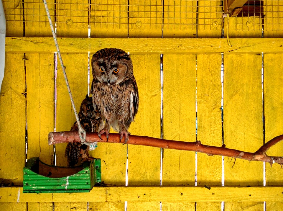 Krasnodar region, Russia, Owl