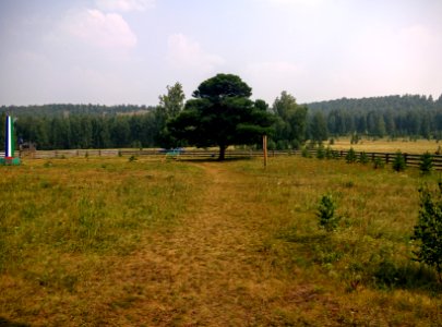 Kuzhanovskie larch, Bashkortostan, Russia