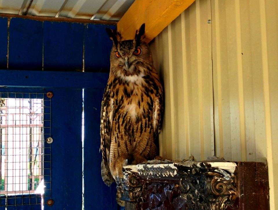 Krasnodar region, Russia, Owl