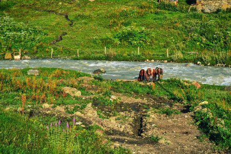 Ushguli, Georgia, Grass photo