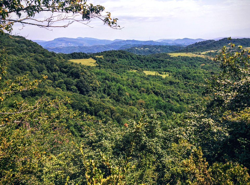 Sataplia national park, Georgia, Forest