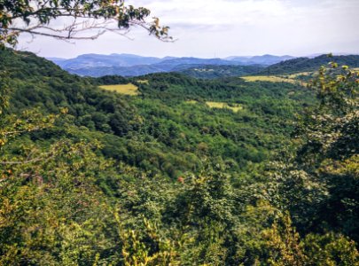 Sataplia national park, Georgia, Forest