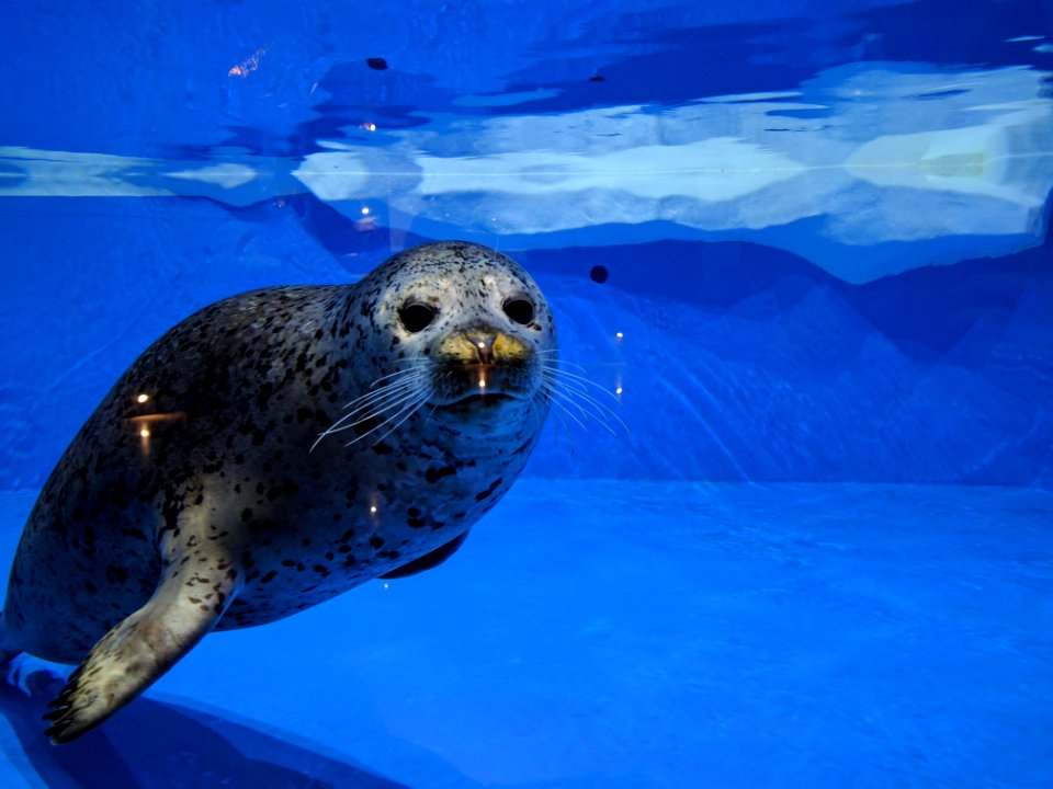 Dolphinarium riviera, Sochi, Russia