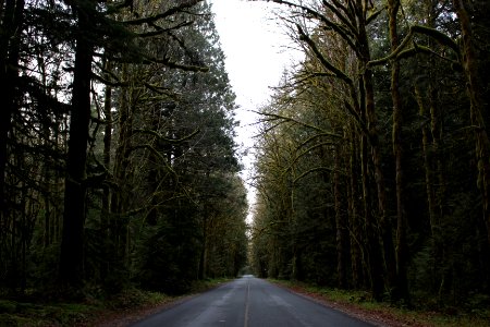 road in forest photo