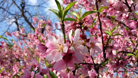 Garden blossom springtime photo