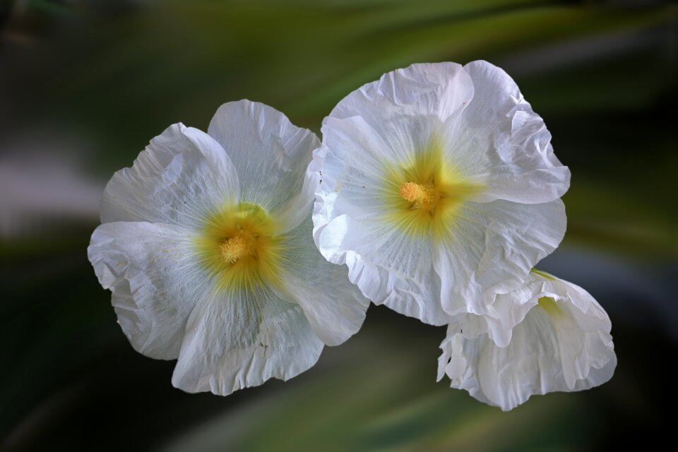 Close up nature plant