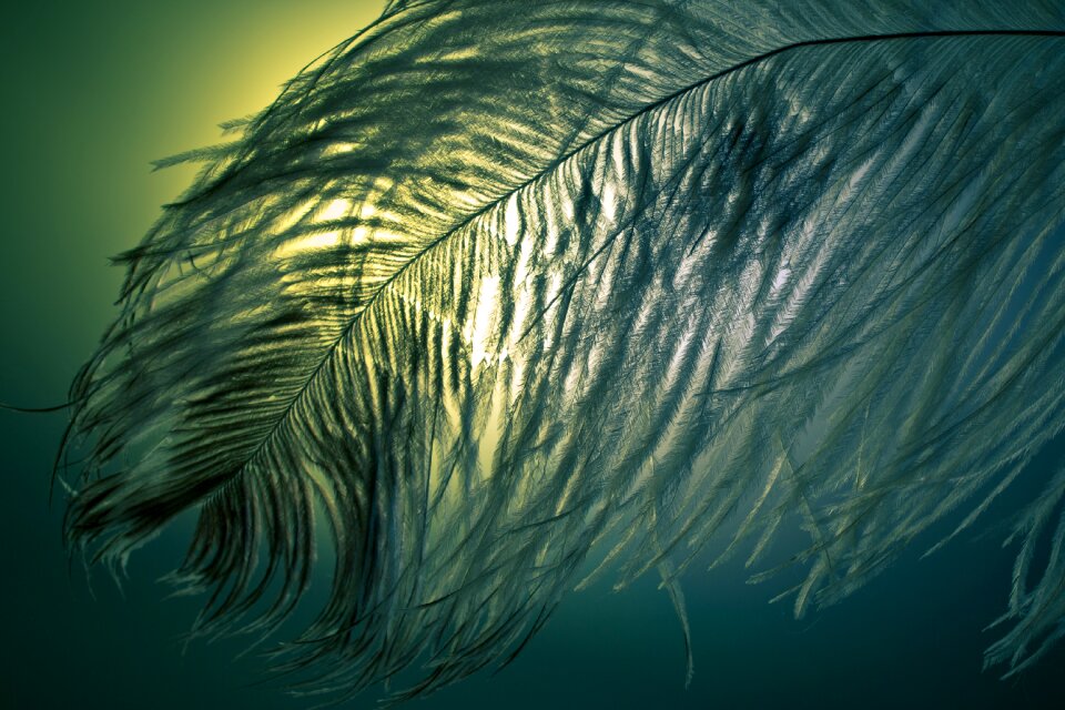 Strauss close up bird feather