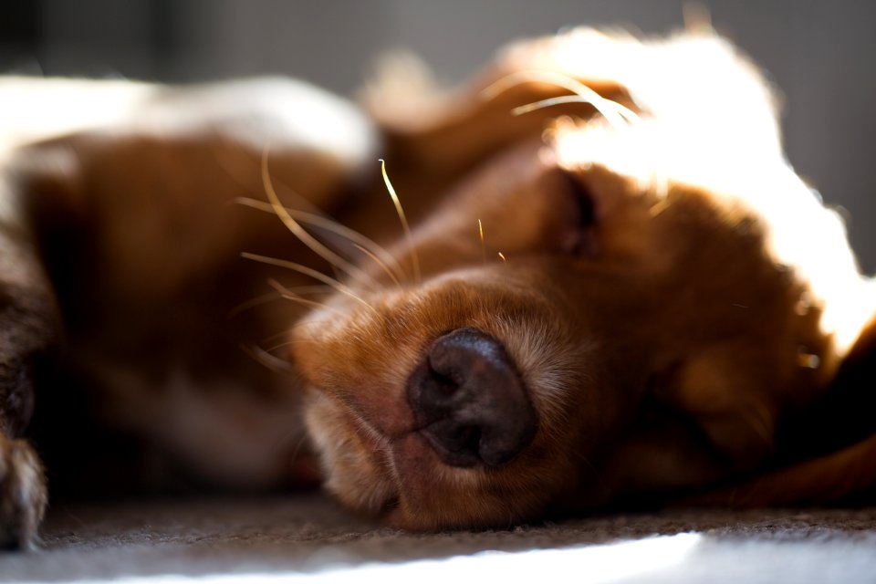 Dog, Essex, Broomfield