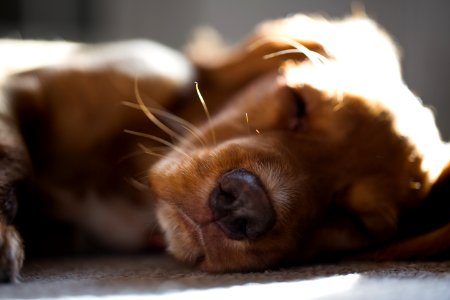 Dog, Essex, Broomfield
