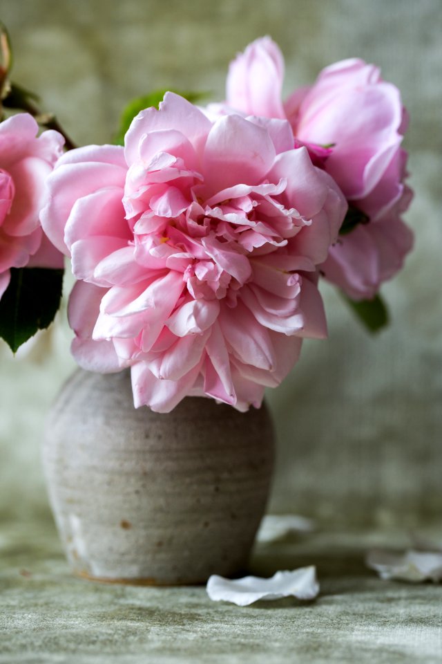 Flower, Petals, Close up
