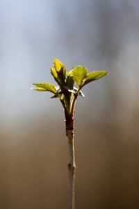 Budding, Plant, Leaves