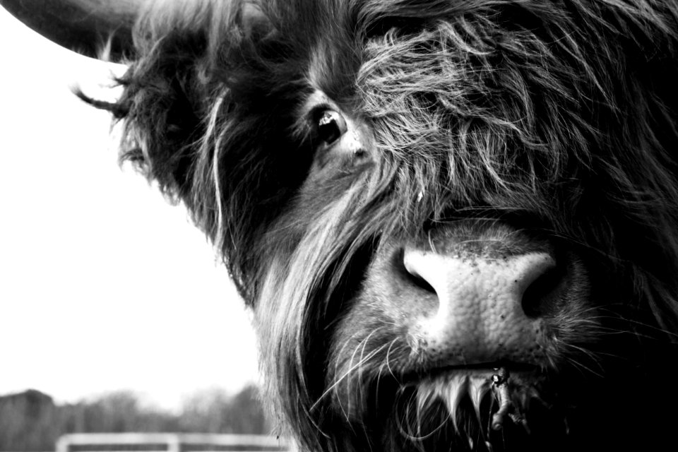 Horns, Shallow depth of field, Country photo