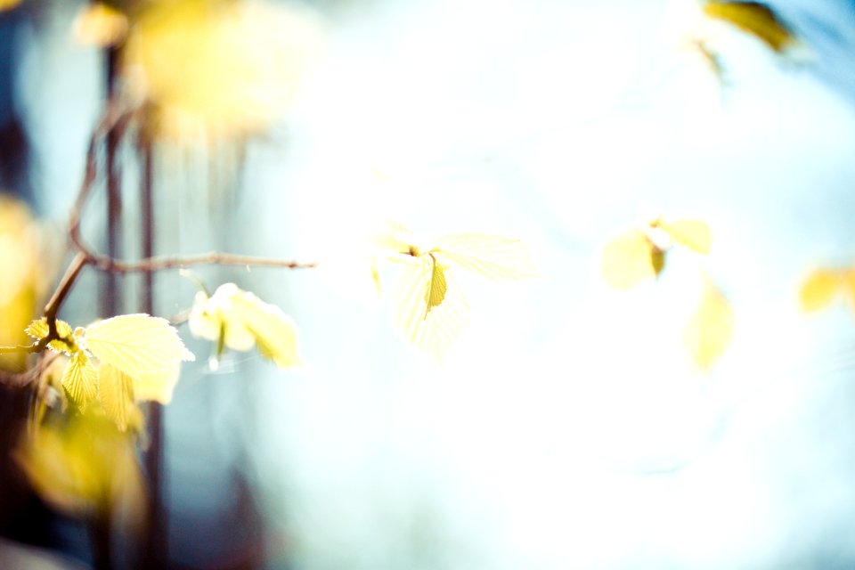 selective focus photography of white flower