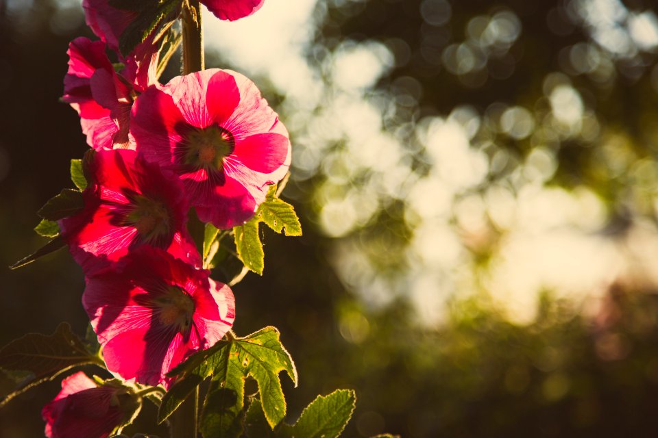 Summer, Red, Countryside