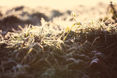 Flowers, Flower, Mysterious photo